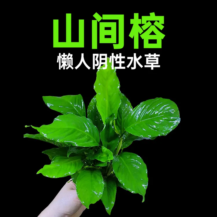 山间榕鱼缸造景水草场懒人活体水草增氧阴性淡水榕水草