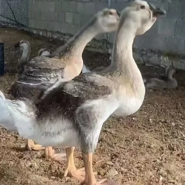 正宗特大狮头宠物鸭鹅