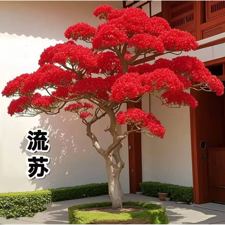 流苏树苗流苏花苗盆栽地栽阳台庭院当年种植当年开花耐寒耐热花卉