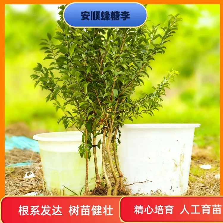 贵州安顺蜂糖李苗三年苗基地直发