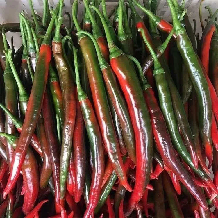 农家土辣椒新鲜头茬青线椒中辣可口   现摘现发  好吃不贵