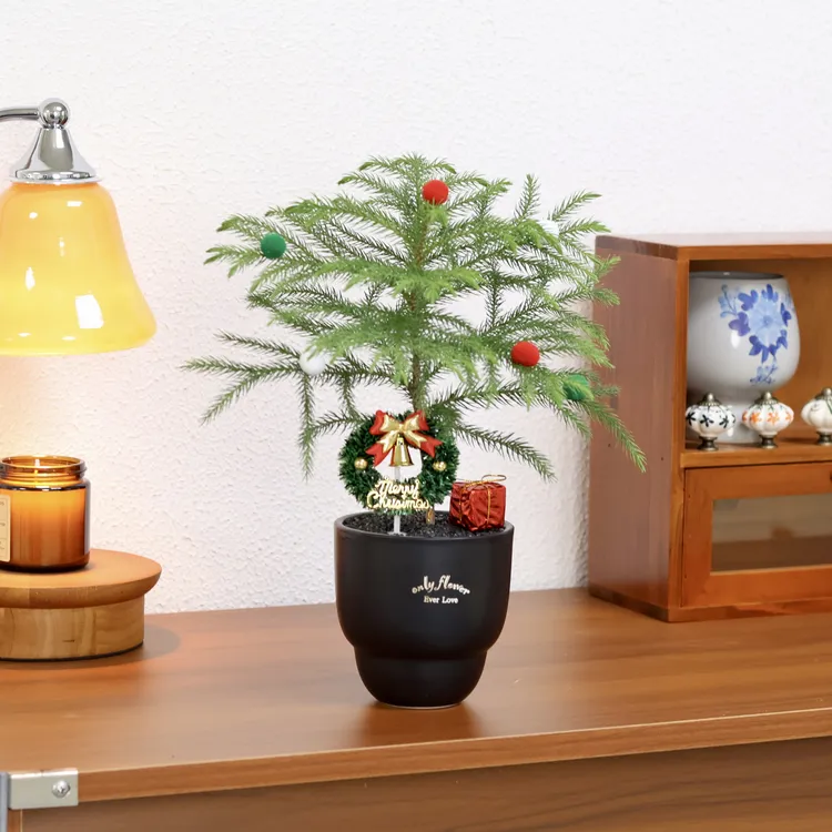 圣诞树南洋杉盆栽平安夜礼物办公室内桌面氛围感好养绿植创意送礼