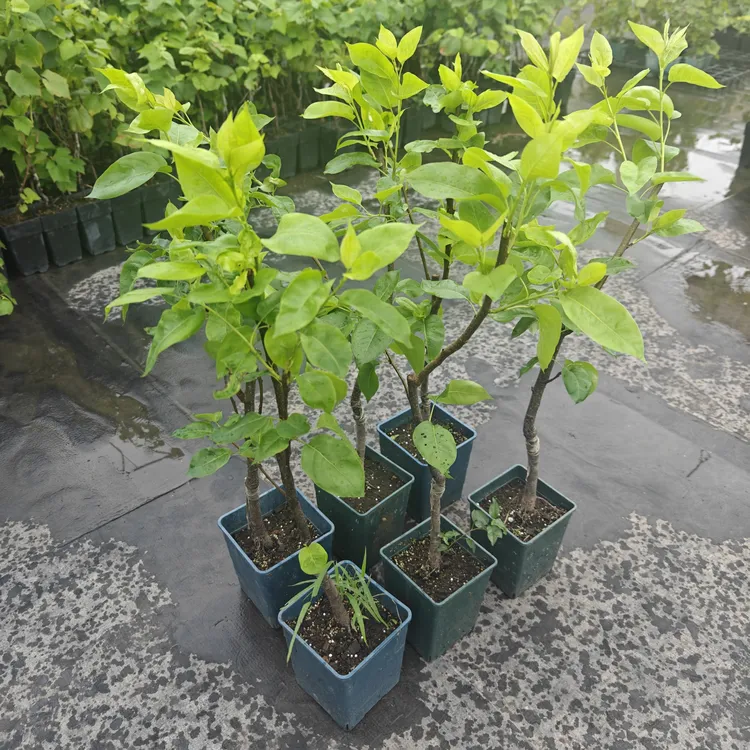 发顺丰桂花梨树树苗盆栽室外适合广东种植