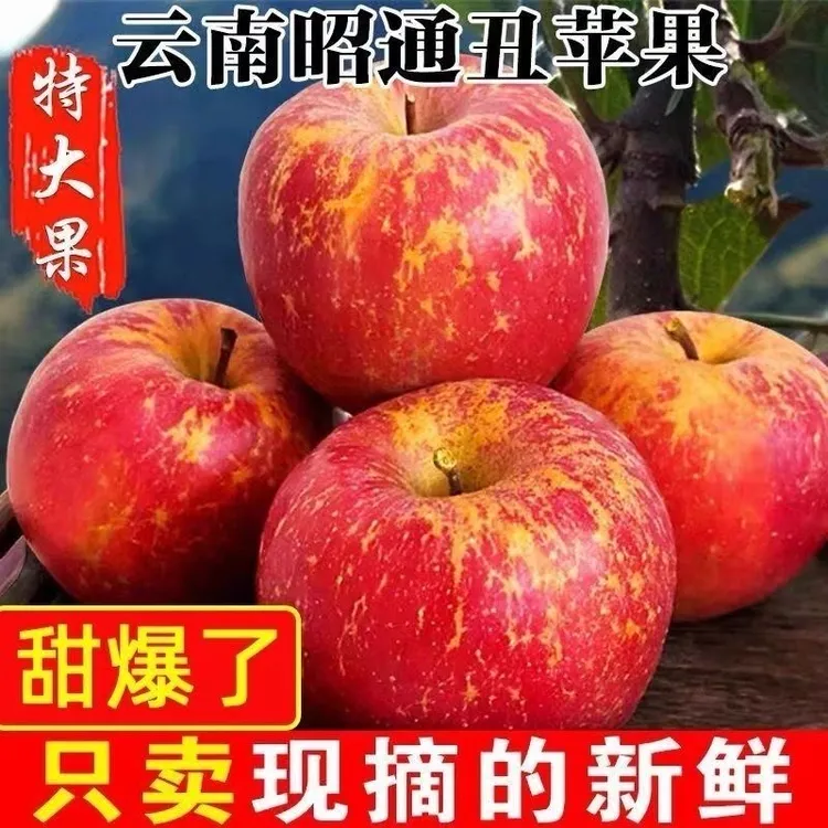 正宗云南昭通高山头茬红露冰糖心苹果脆甜多汁新鲜采摘自然成熟