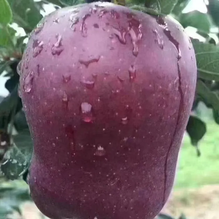 花牛苹果甘肃天水花牛苹果新鲜当季水果粉糯香甜可做婴儿辅食