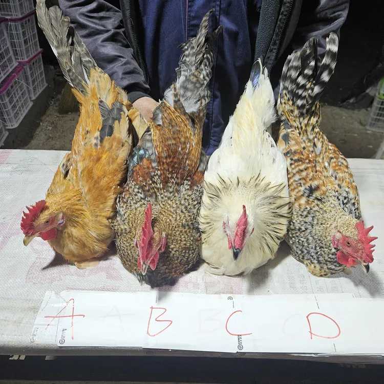 花柴公鸡4个月以上散养散放肉质鲜嫩顺丰包邮（以直播间为准）