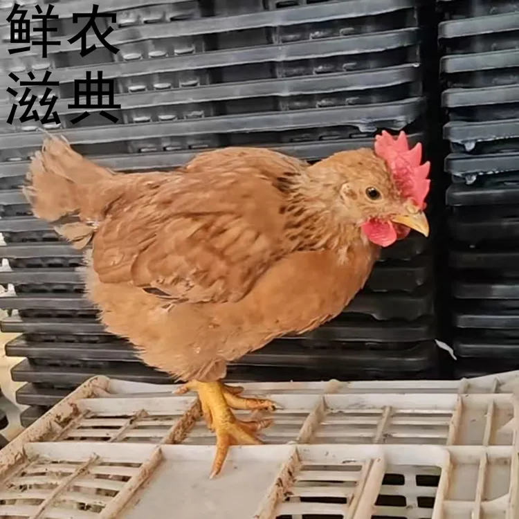 低温培育正宗农家散养九斤红红玉380宠物鸡大公鸡大种鸡蛋鸡肉鸡