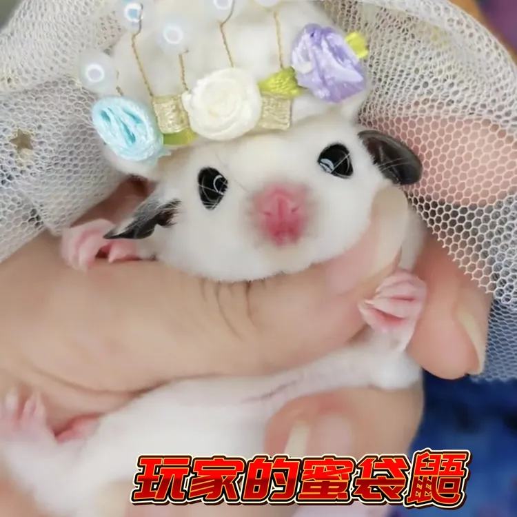 玩家的乖乖的网红蜜袋鼯能滑翔的宠物抖音蜜袋鼯奶蜜宝宝蜜袋鼬