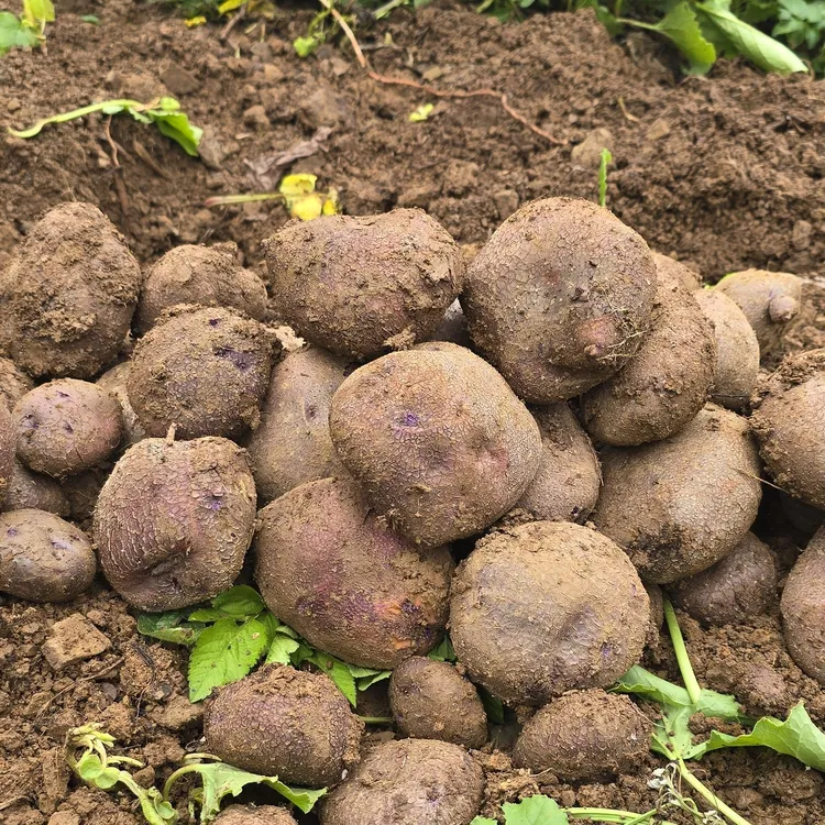 威宁哈喇河老品种乌洋芋原生态种植