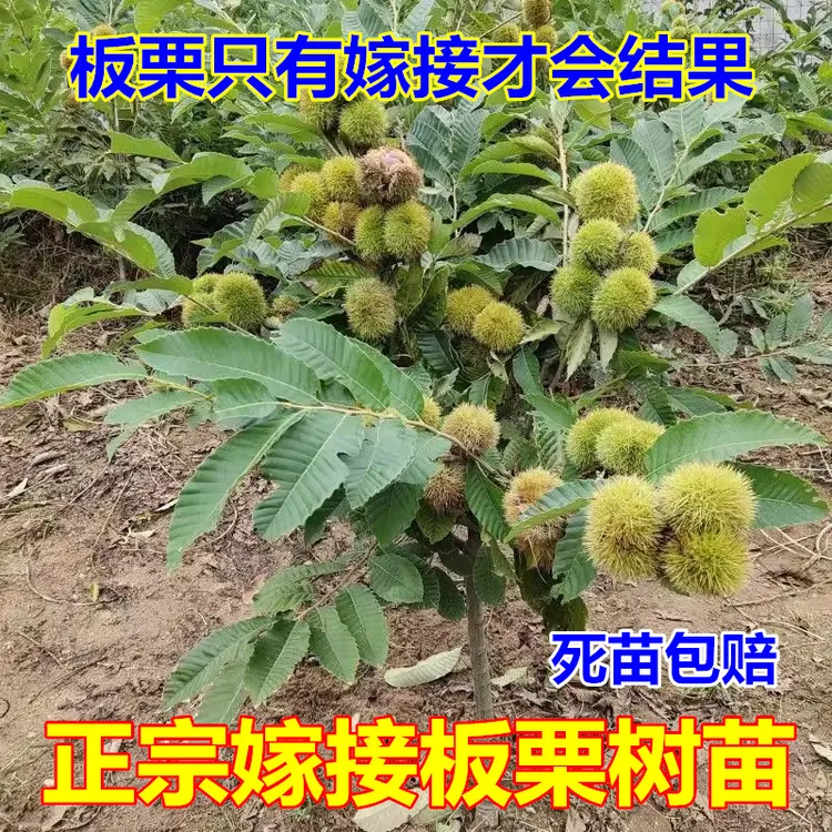 板栗苗树嫁接地栽南方北方种植大红袍当年结果特大板栗树果树果苗