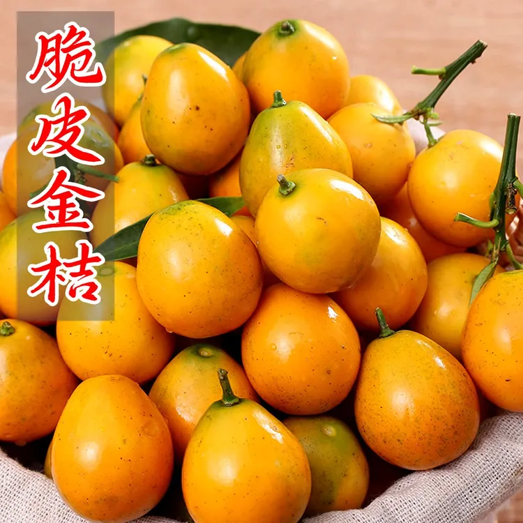 湖南怀化会同脆皮金桔现摘现发纯甜不酸产地直供