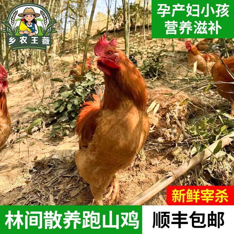 【乡农王薇】正宗高山农村散养土鸡跑山鸡肉质新鲜当天宰杀走地鸡