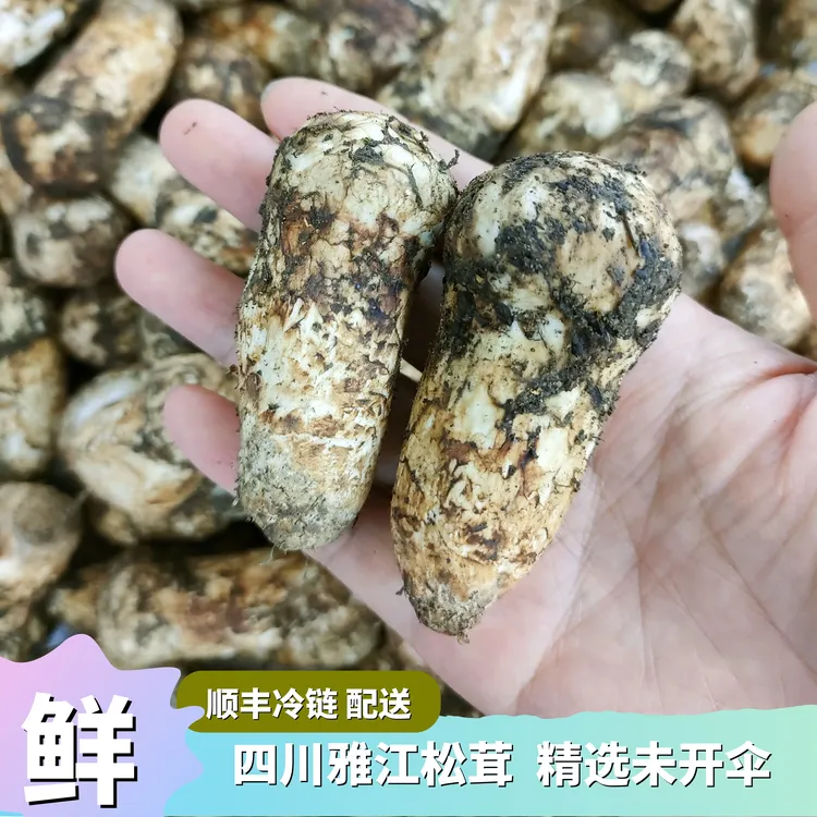 新鲜松茸四川甘孜菌菇蘑菇精选未开伞顺丰冷链煲汤刺身香煎