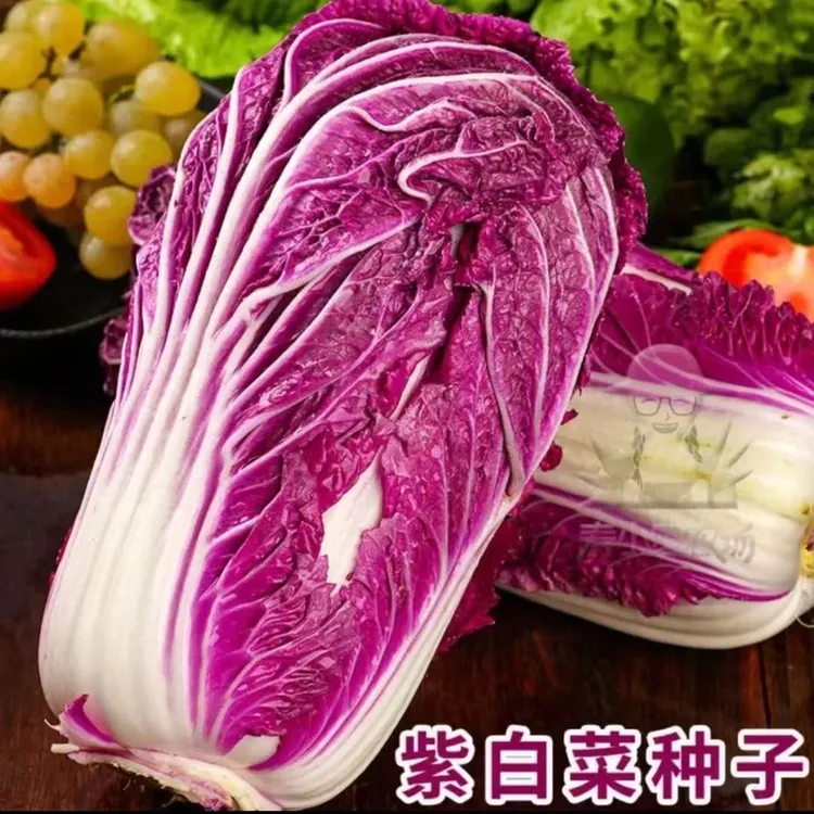 【紫白菜种子】紫白菜种子四季播种 庭院田地种植 农家蔬菜