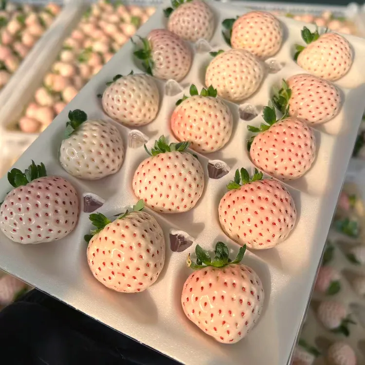 杭州建德草莓粉玉白草莓现摘现发新鲜淡雪草莓