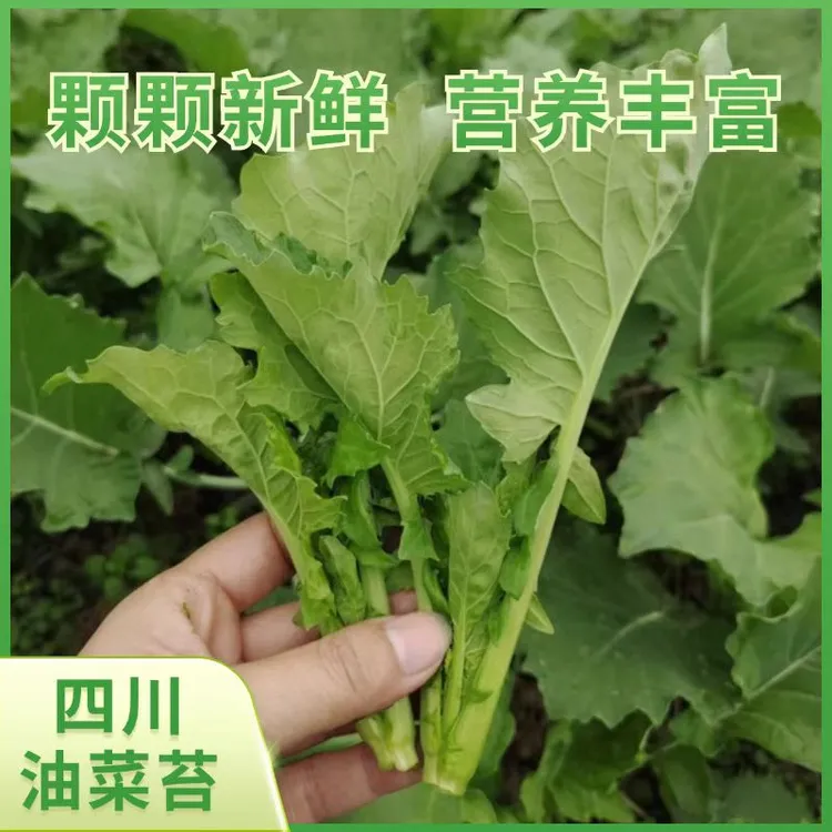 四川霜打油菜心油菜尖油菜苗农家自种新鲜生态时令蔬菜清香回甜