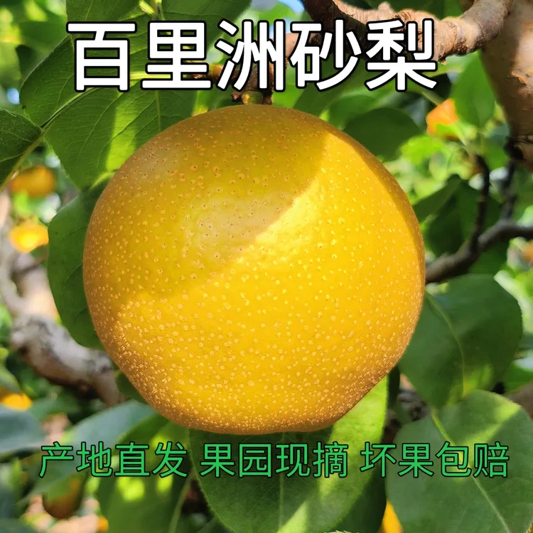 【百里洲砂梨】现摘现发正宗黄花梨口感细腻脆甜多汁当季水果