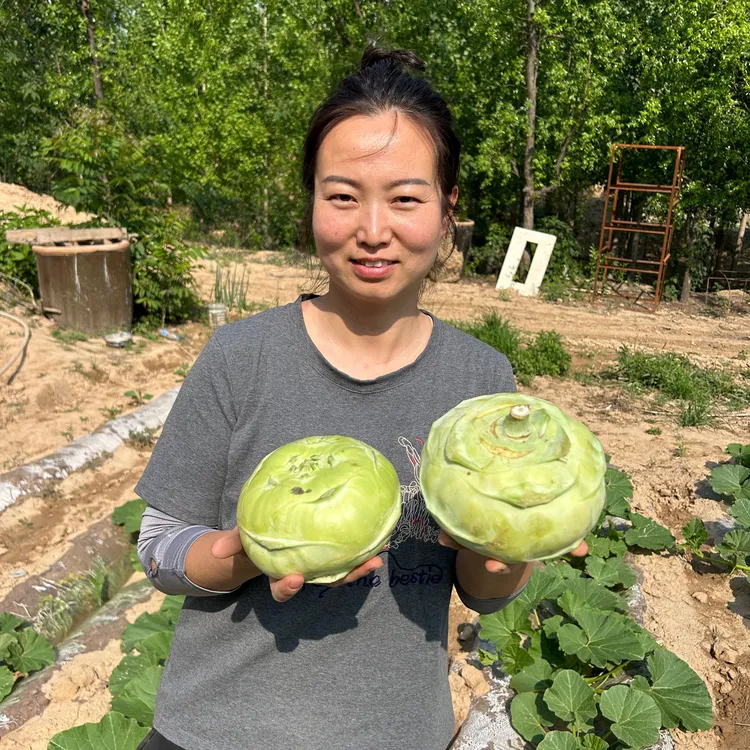 山西临汾新鲜苤蓝大头菜青苤兰疙瘩新鲜菜苤辣撇了撇篮疙瘩泡菜