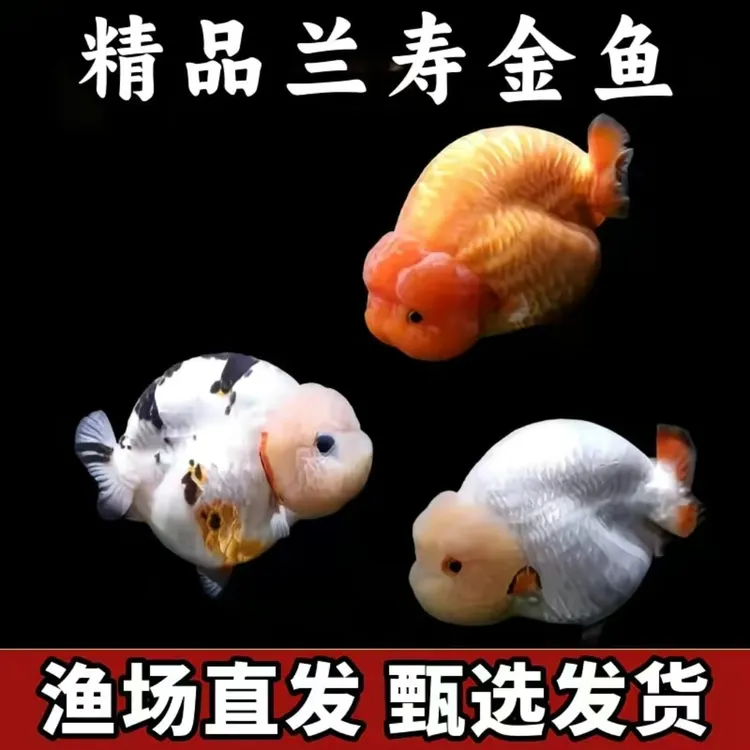 冷水兰寿金鱼观赏鱼苗活体好养耐活多种花色精品鱼苗