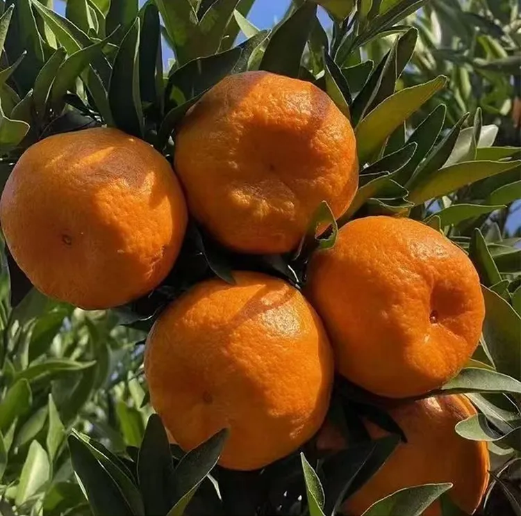 正宗四川椪柑当季水果新鲜橘子老品种椪柑桔子孕妇薄皮柑橘