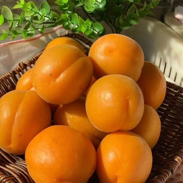 【高山】头茬现摘大黄杏子应季水果小白红金太阳杏甜酸整箱3-5斤