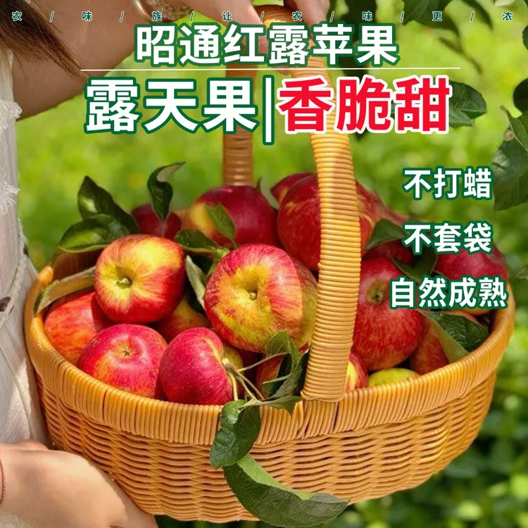 25年云南红露苹果官方旗舰店脆甜无酸高山糖心丑苹果新鲜应季水果