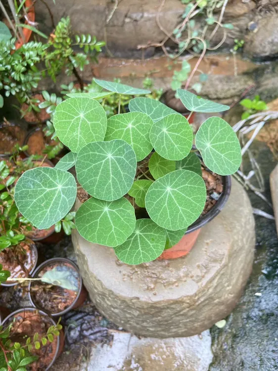 山乌龟室内好养盆景绿植