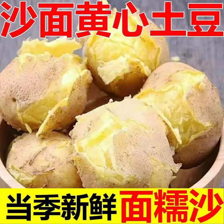 定西高山沙地新鲜现挖黄皮黄心土豆蔬菜洋芋沙糯粉面口感好