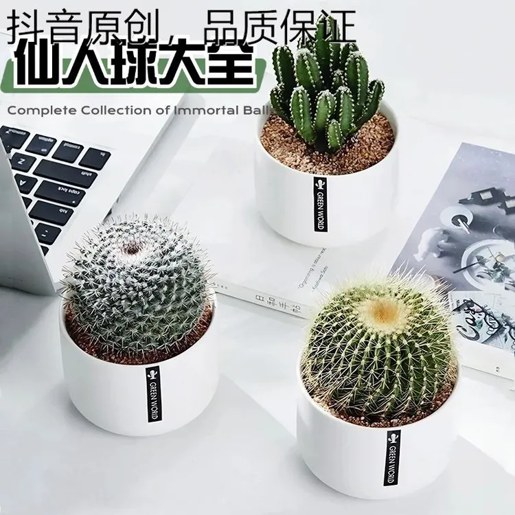 专柜品牌金冠仙人球盆栽大全仙人掌高端办公室内阳台懒人好养绿植