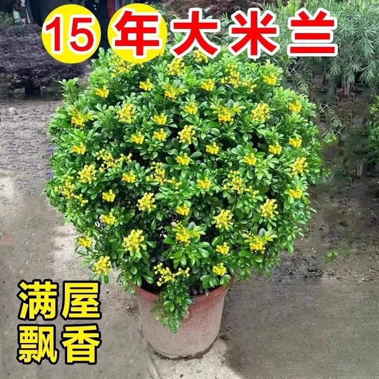 香水米兰花苗盆栽带花苞室内外四季开浓香型老桩花卉盆景驱蚊绿植