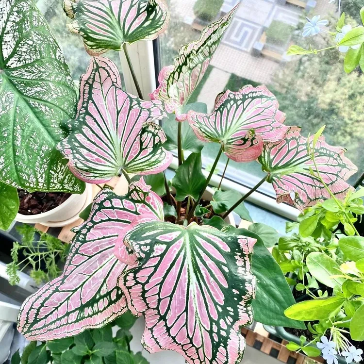 【京东快递】泰国美人彩叶芋 室内绿植盆栽原盆原土好养耐晒