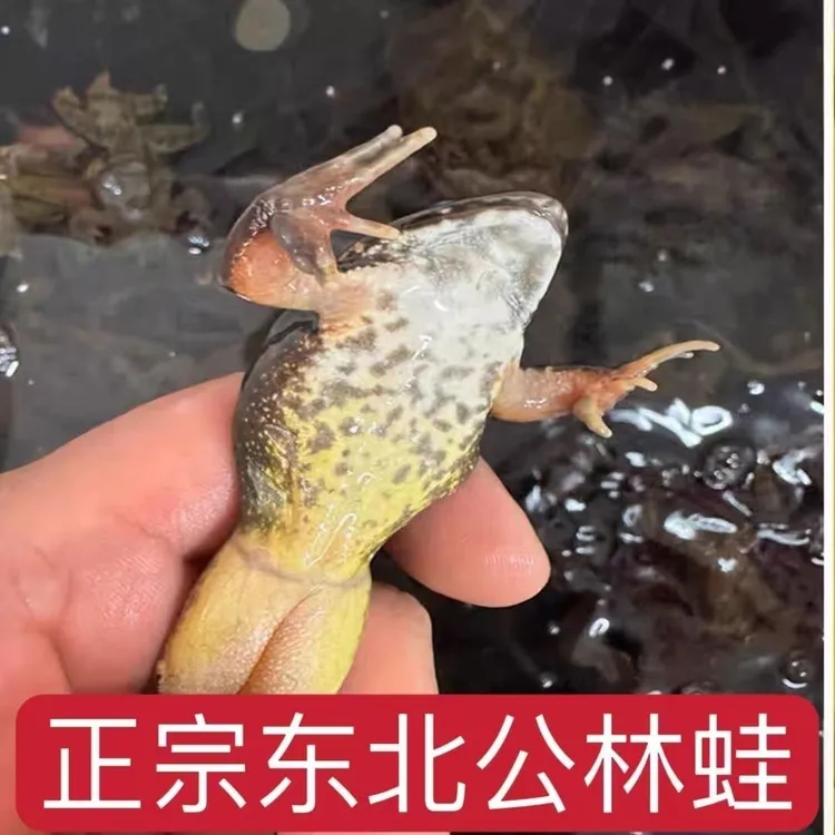 东北特产公蛤蟆鲜活包邮下单送酱