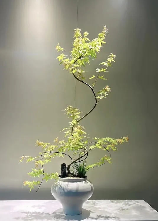 流泉枫 造型盆栽盆景 室内绿植 直播间一物一拍