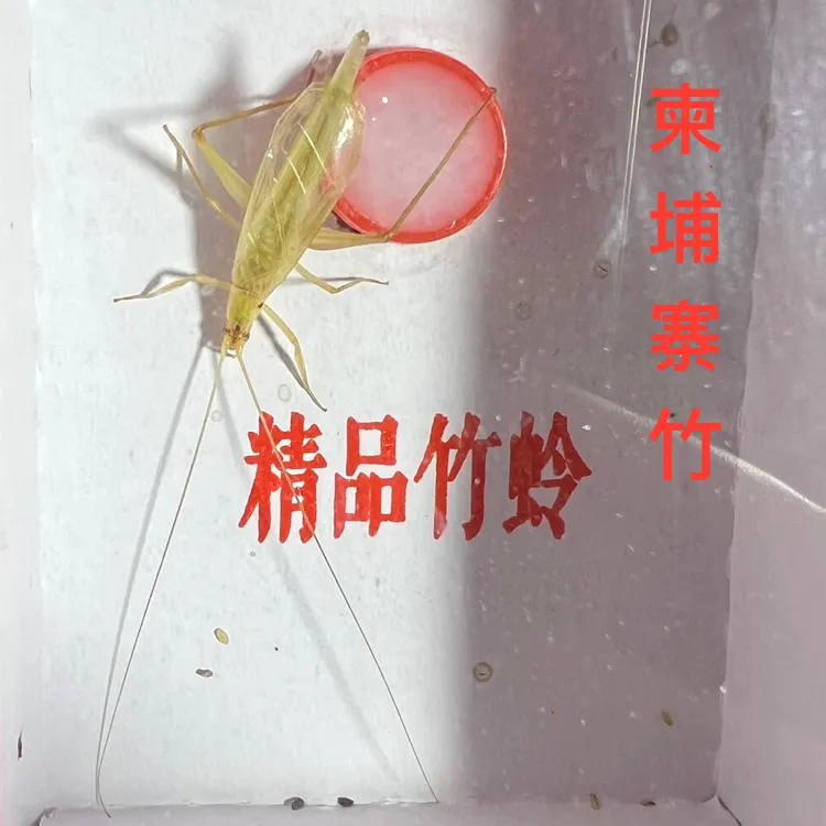 精品竹蛉精挑柬埔寨竹蛉全品竹蛉大个竹蛉单口竹蛉柬埔寨全须竹蛉