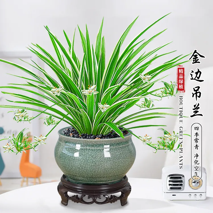 金边吊兰室内招财懒人四季绿植土培茶桌水培植物净化空气盆栽花卉