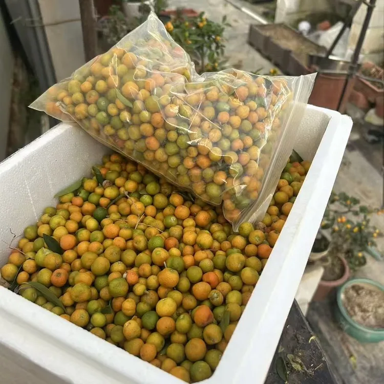 人工苗凤巢豆丰果按重量发货1斤/包