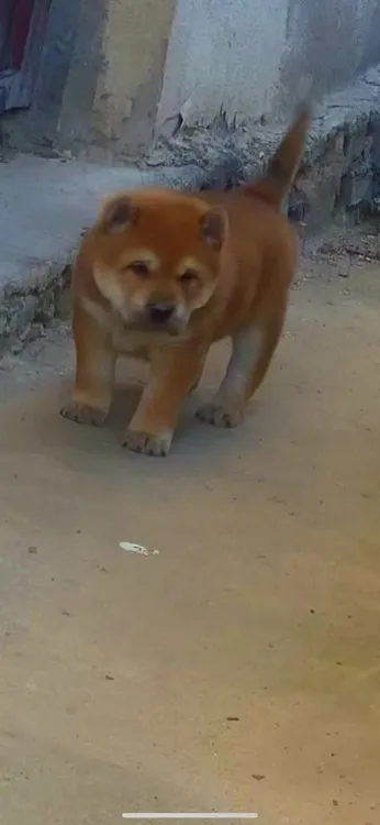 经典田园犬土猎犬