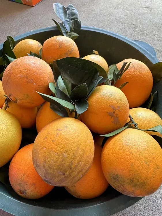 正宗赣南脐橙10斤装果径60~95mm生态果新鲜果赣南赣州产地直发