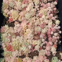 48 多肉植物盆栽花卉植物