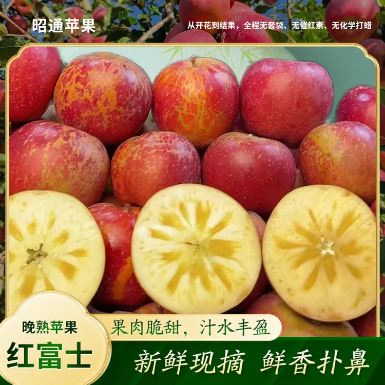 云南冰糖心苹果昭通晚熟红富士苹果新鲜上市农家当天采摘昭通苹果
