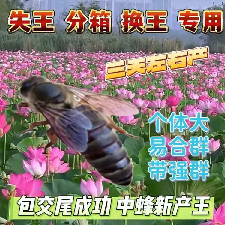 【中蜂蜂王】广东新王种王杂交阿坝交尾土蜂处女王带王笼发货