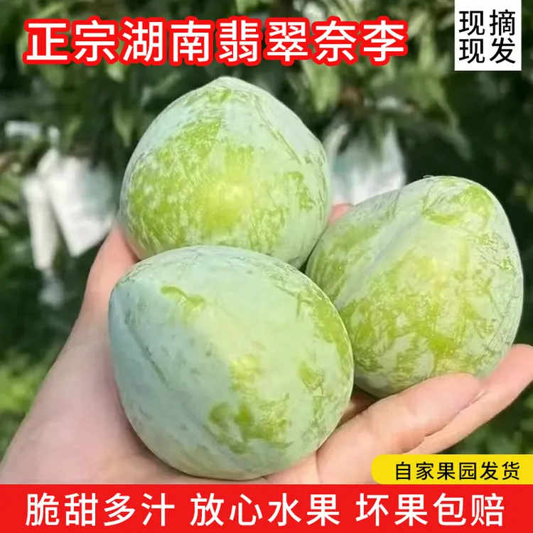 正宗湖南翡翠奈李新鲜果园直发现摘现发脆甜多汁核小肉厚应季水果