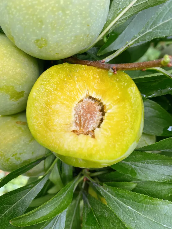 四川汶川高山晚熟青脆李9月李