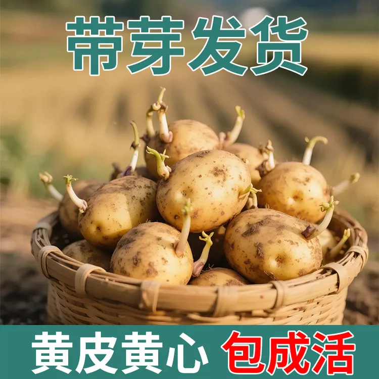 恩施黄心小土豆带芽发货高山洋芋马铃薯高产土豆带芽发货