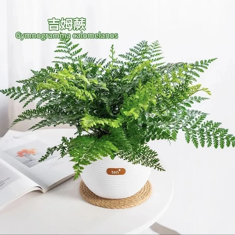 吉姆蕨网红植物盆栽蕨类绿植室内客厅桌面盆景花卉水培观叶植物
