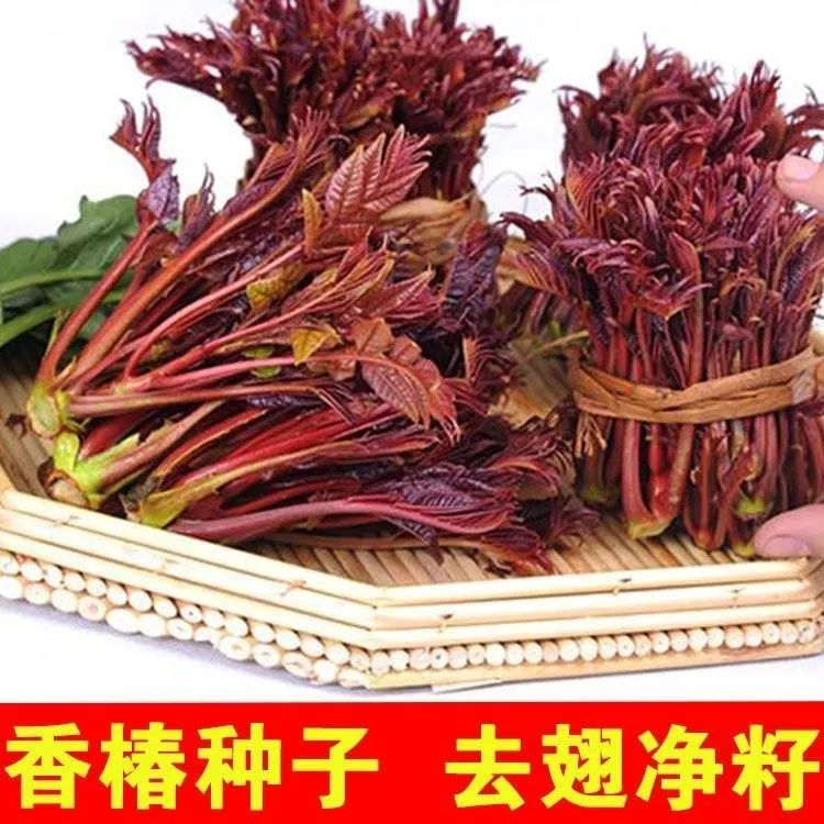 【红香椿种子】家庭阳台小院盆栽地栽四季种植