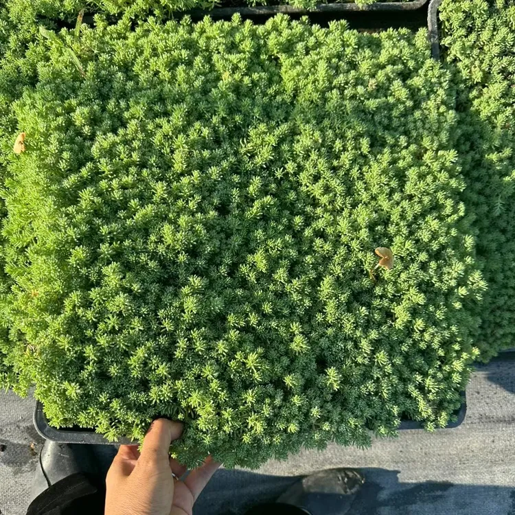 中华景天 薄雪万年草中华景天庭院绿化地被花镜植物 耐寒四季常青