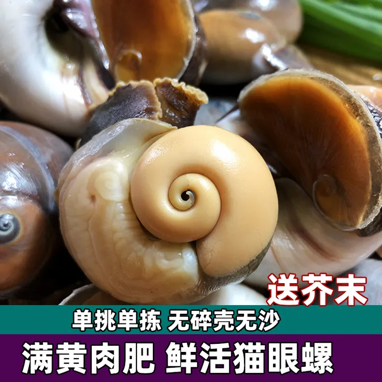 猫眼螺鲜活无沙发货 单挑单拣无碎壳 新鲜有嚼劲鲜肥带黄