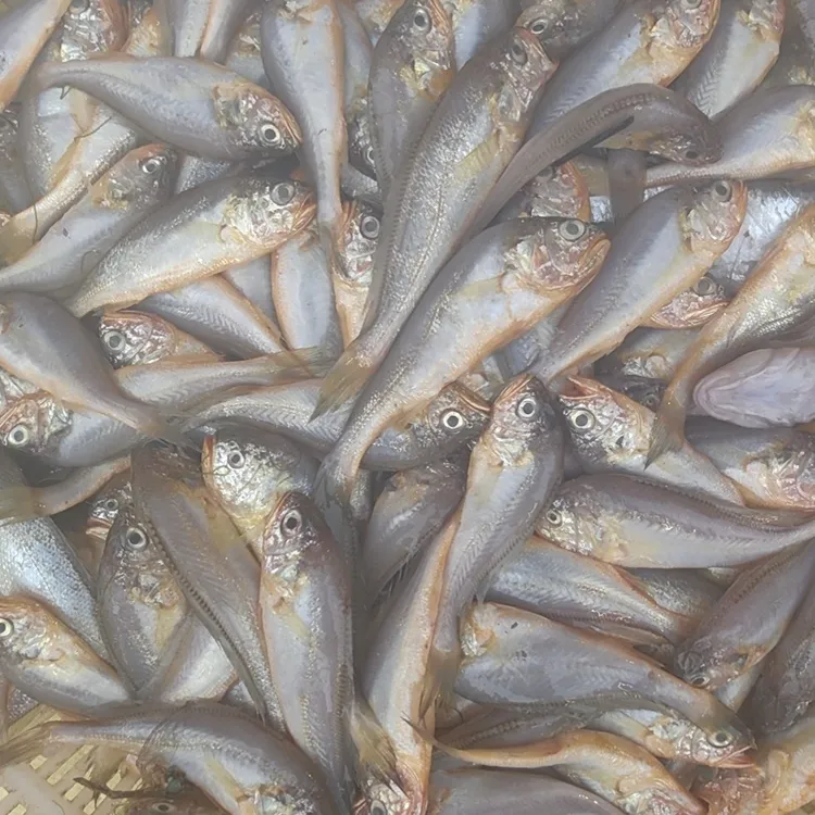 野生黄花鱼黄嘴夹子红烧首选美味食材