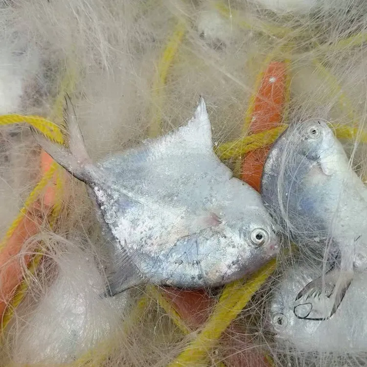 野生网仔小白仓（帮杀）